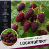 logan berry