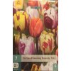Tulipán - Flaming Beauty mix
