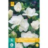 freesia dubbel wit 15 cibuli