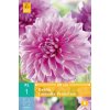 Jirina Dahlia Lavender Perfection 1 hliza karta