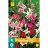 mecik gladiolus nanus mix 8 9 10 ks