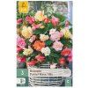 43770 begonie pastel wave mix 3 ks