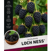 lochness1