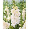 gladiolus ivory perfection 1