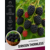 Ostružina ‘Dirksen Thornless’1