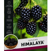himalaya