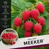 Maliník meeker