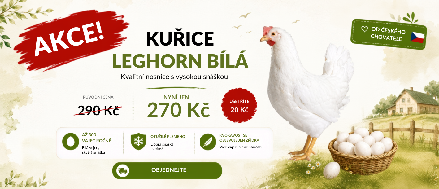 Sleva na slepice Leghorn
