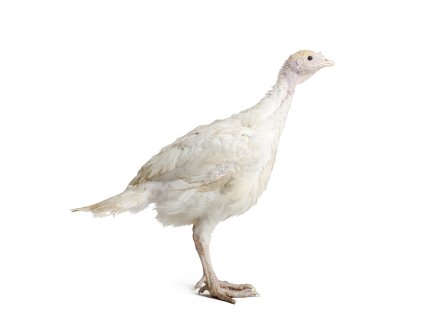 Krůta kanadská širokoprsá