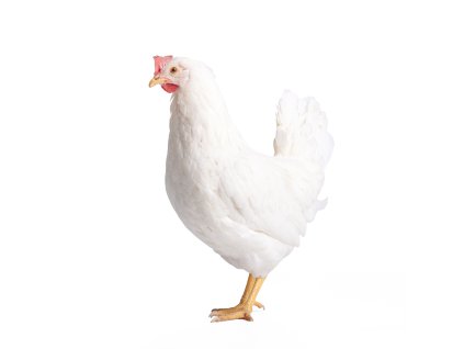 Kuřice Leghorn bílá