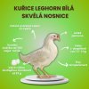Kuřice Leghorn bílá