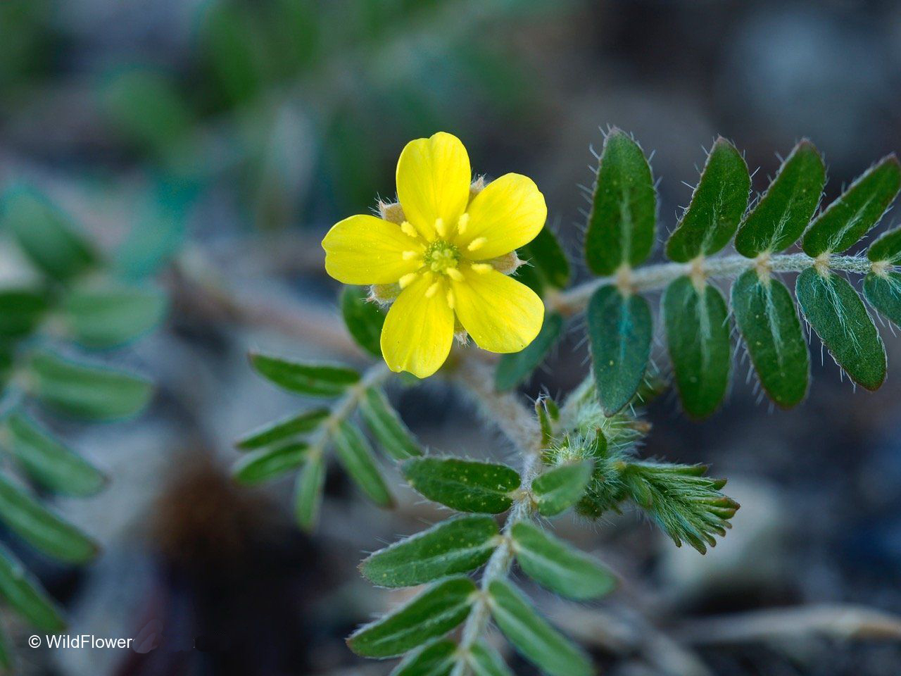 Kotvičník zemní – Přírodní podpora vitality a hormonální rovnováhy
