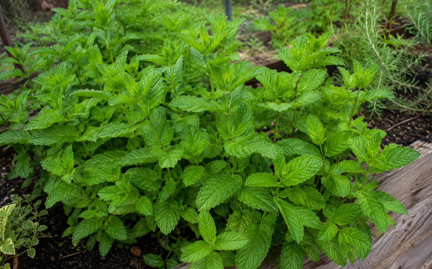 mata-ucinky-mojito-recept-3