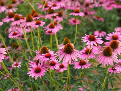 echinacea kvet