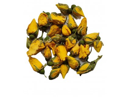 Růže žlutá poupata