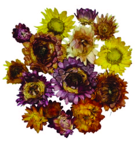 Slaměnka (Helichrysum) barevná květ váha: 1000g