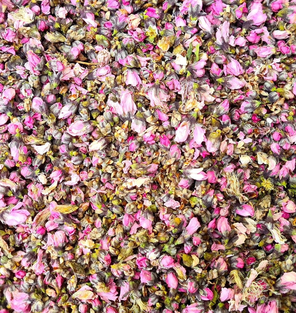 Prodejnabylin.cz Broskvoň (Prunus persica) květ váha: 1000g