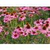 Třapatka nachová (echinacea)
