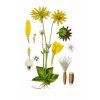 Arnika květ (Arnica montana)