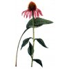 Třapatka nachová (echinacea) květ