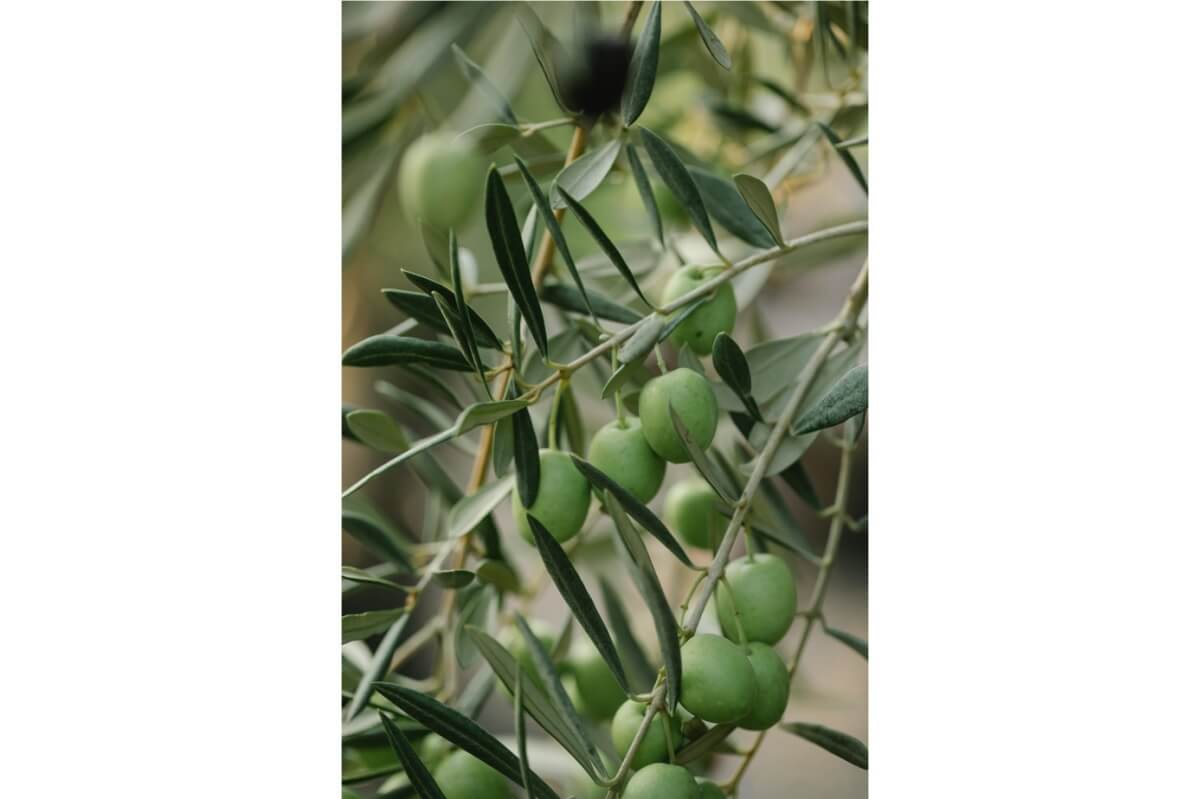 Jak zazimovat olivovník v českých podmínkách