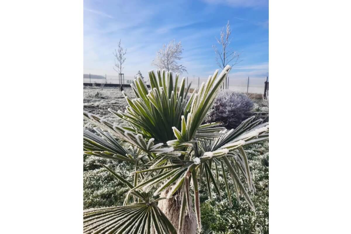 🌴 Palma na zahradě? Zimní mrazy nejsou překážka!