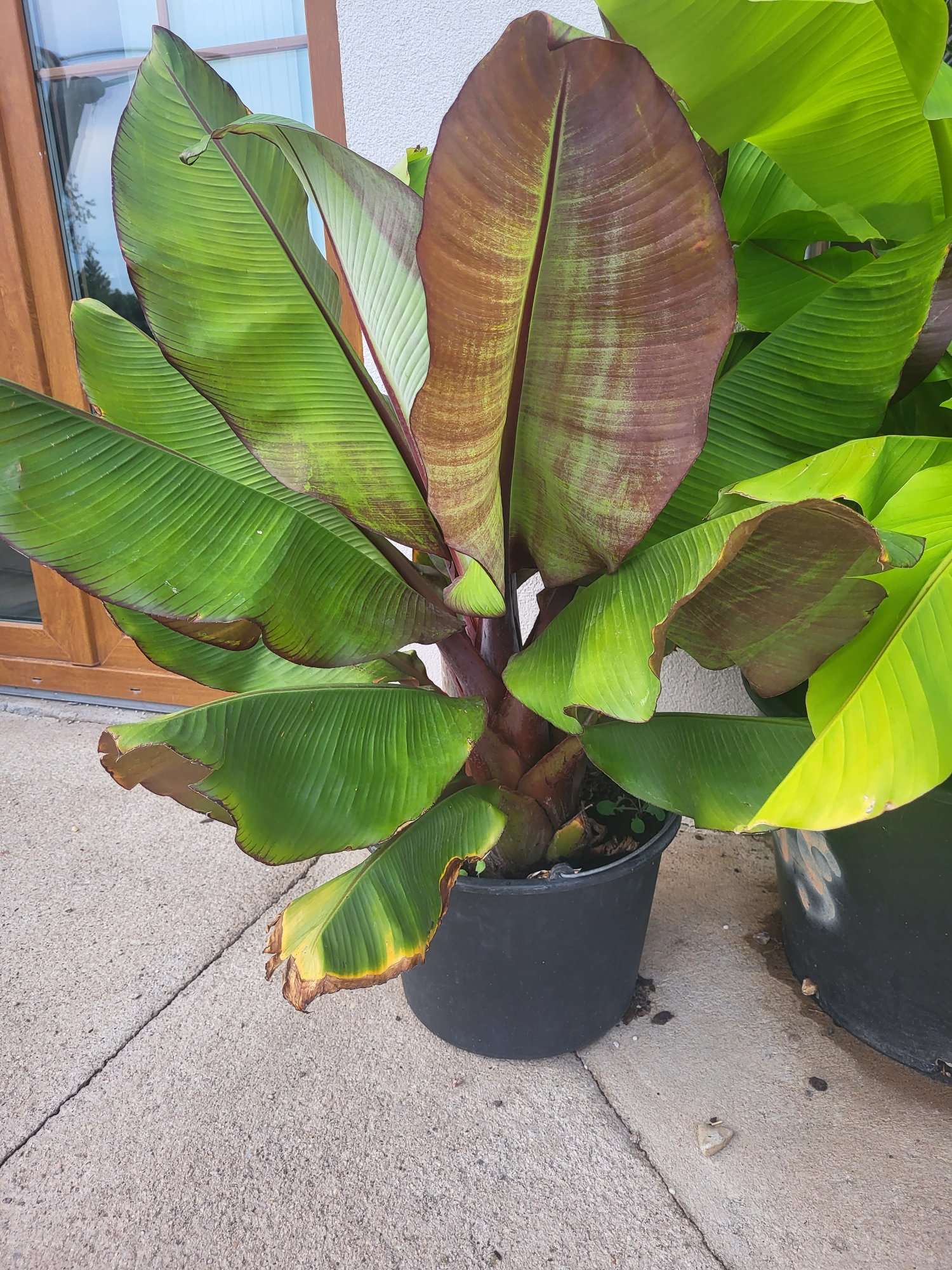 Banánovníky Musa basjoo a Maurelii: Exotika, která zvládne i naše klima