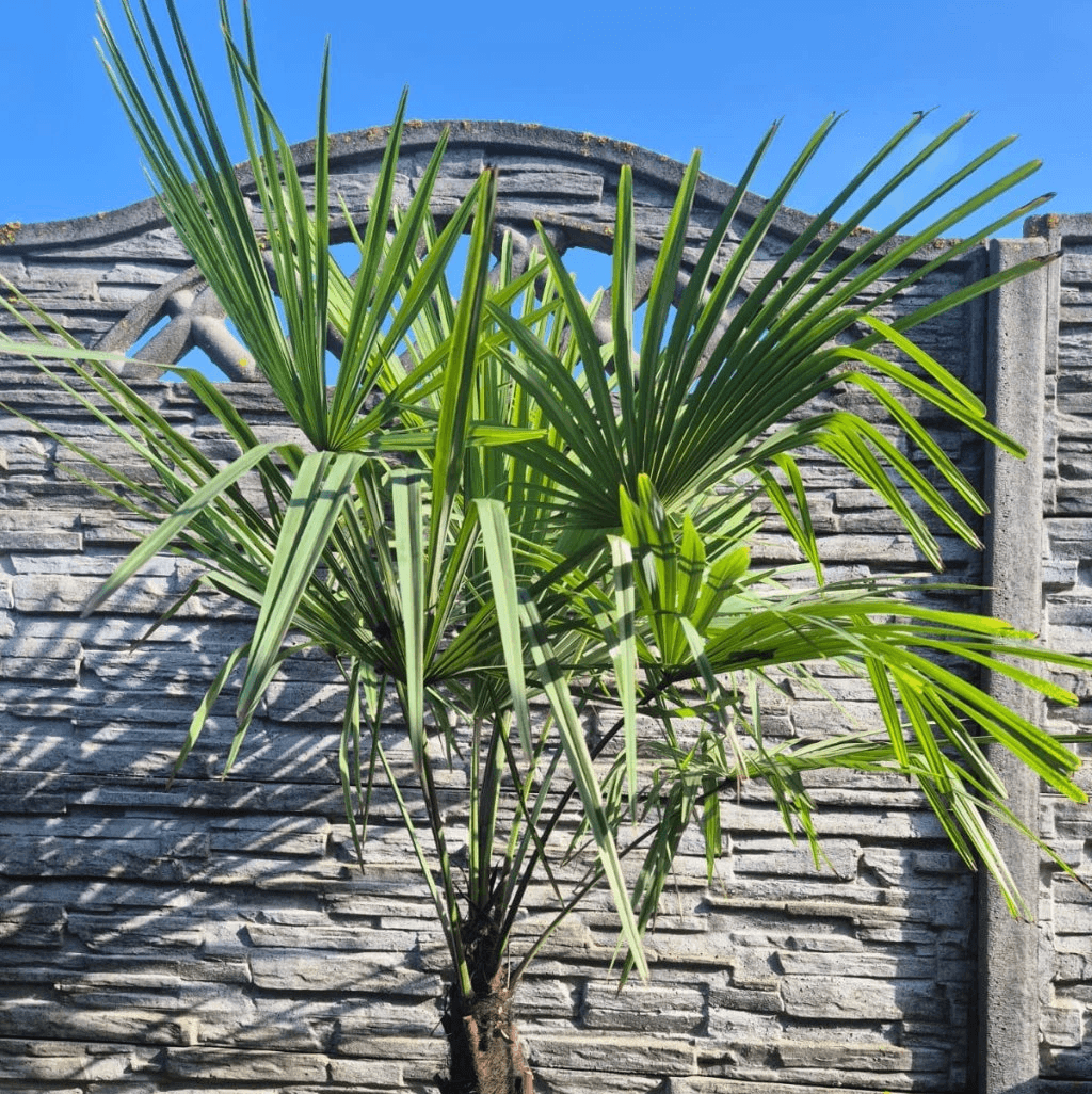 Výsadba Trachycarpus fortunei