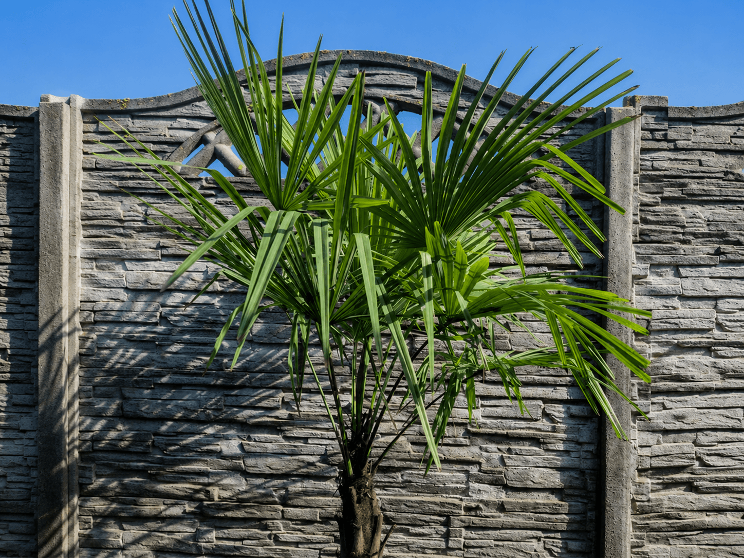 Výsadba Trachycarpus fortunei