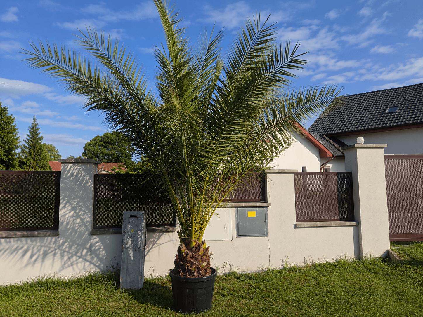 🌴 Datlovník kanárský (Phoenix canariensis) – exotická krása z Kanárských ostrovů