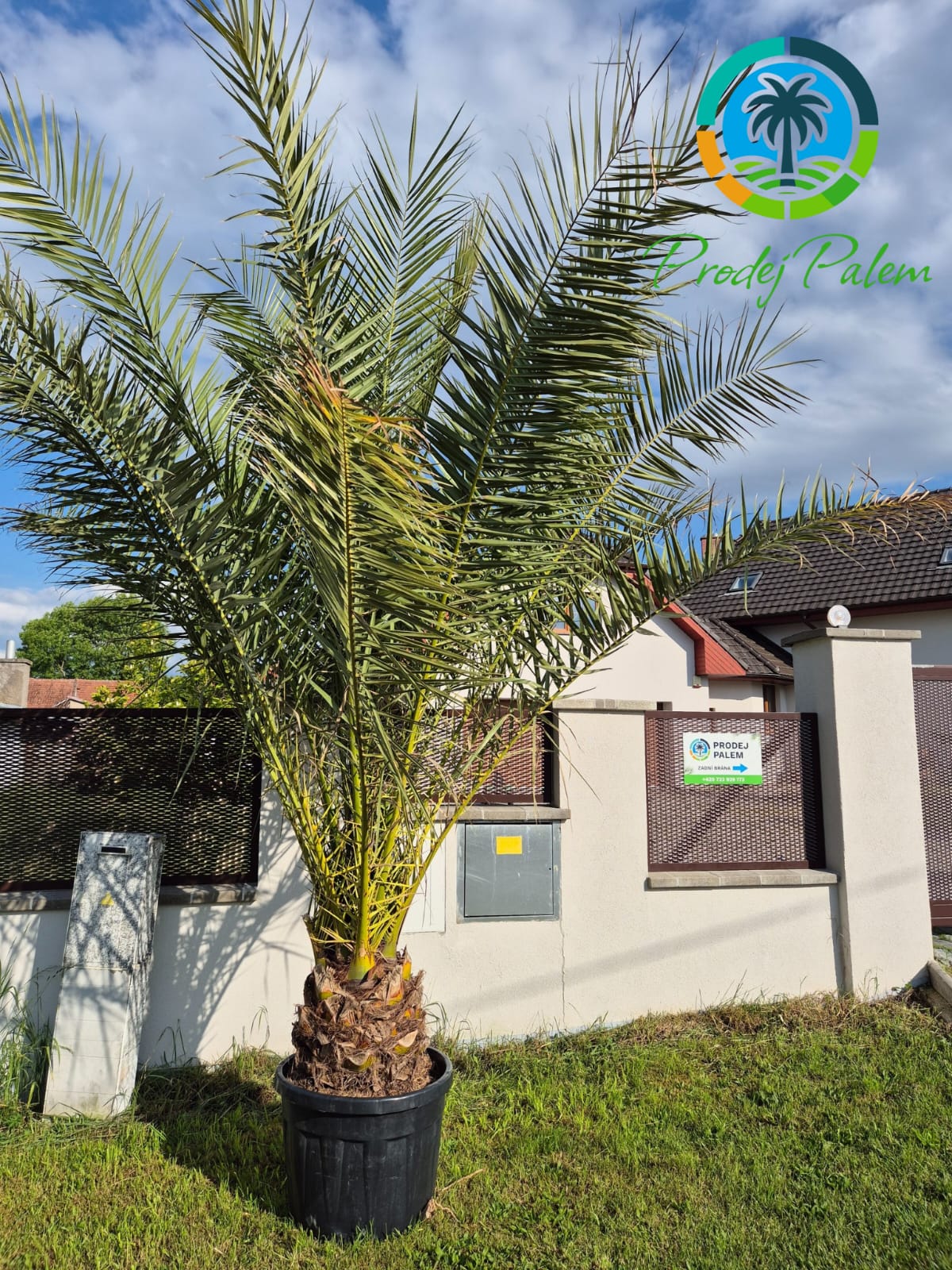 🌴 Datlovník kanárský (Phoenix canariensis) – exotická krása z Kanárských ostrovů