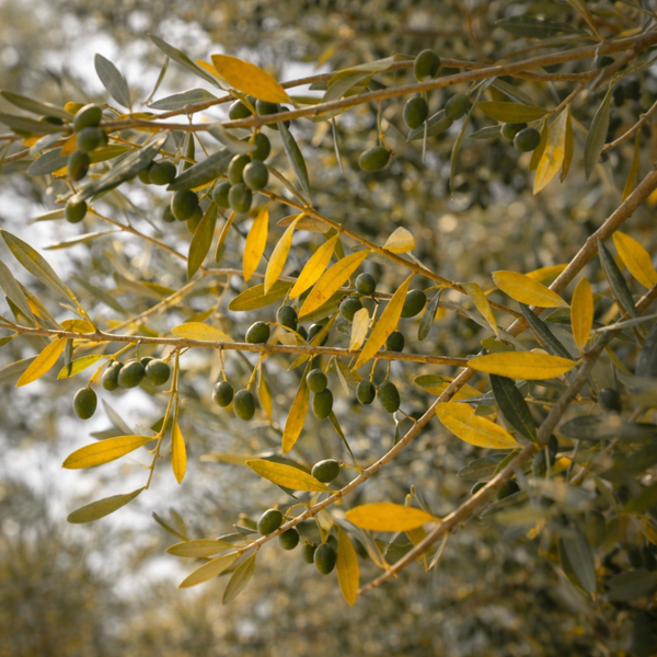 Nejčastější problémy olivovníku: opad listů, žloutnutí, plísně a další potíže