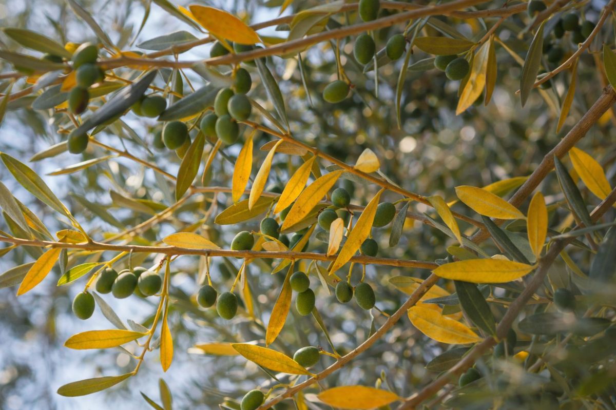 Nejčastější problémy olivovníku: opad listů, žloutnutí, plísně a další potíže
