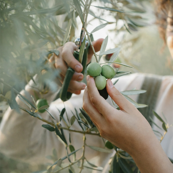 Jarní péče o olivovník: světlo, zálivka, řez a start po zimě