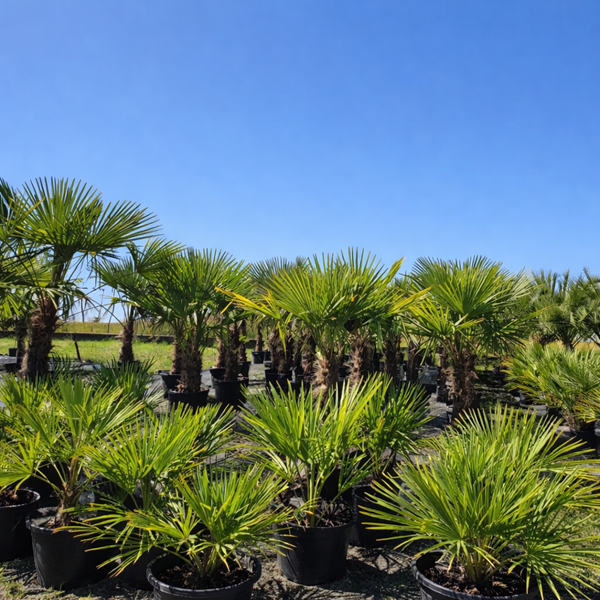 Pronájem palem a exotických rostlin – živá dekorace pro Vaši akci