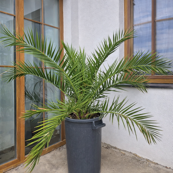 🌴 Nemusíte mít zahradu, abyste si užili palmu!