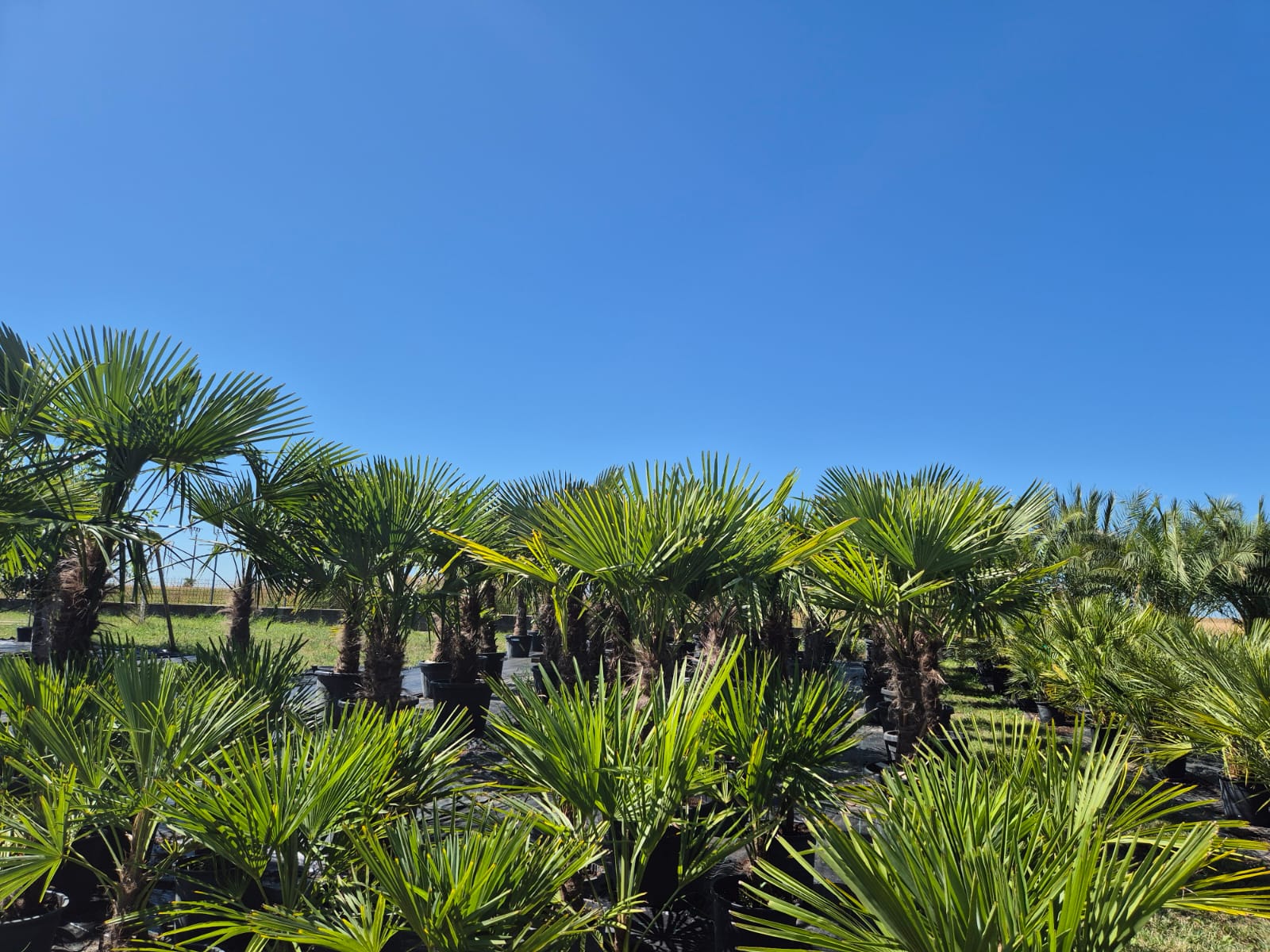 Pronájem palem a exotických rostlin – živá dekorace pro Vaši akci