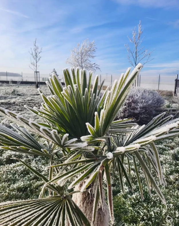 🌴 Palma na zahradě? Zimní mrazy nejsou překážka!