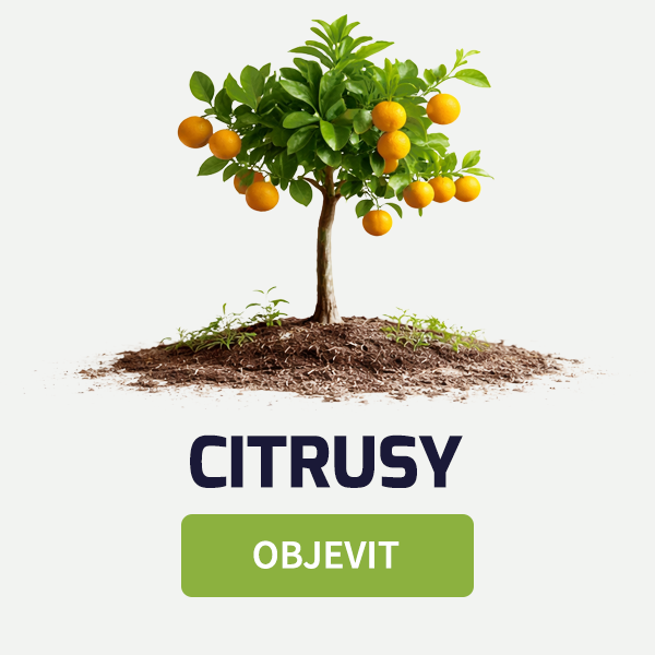 citrusy