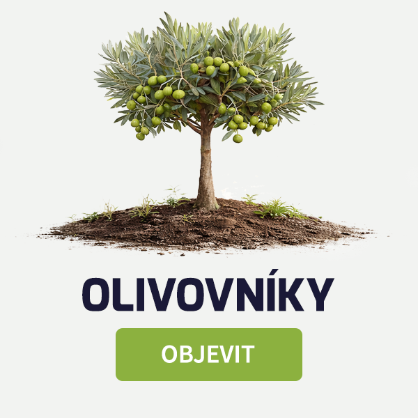 olivovník