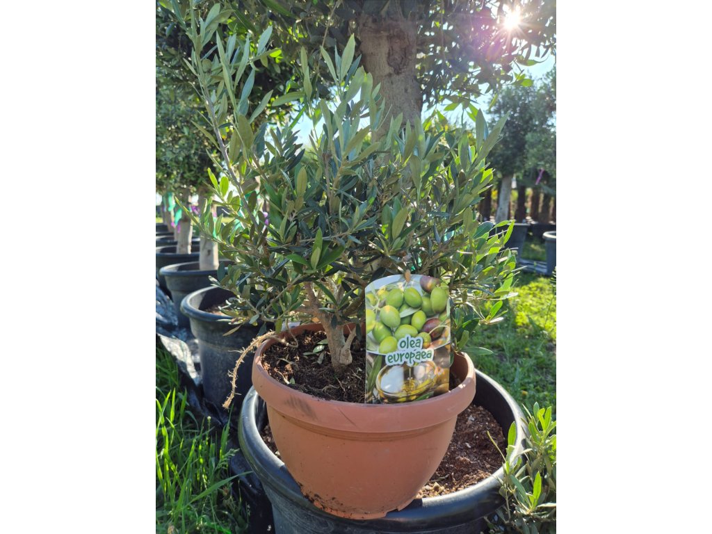 5l
