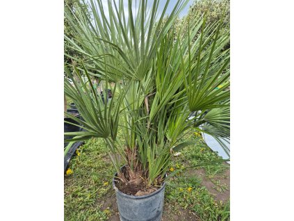 Chamareops Humilis 15l Mrazuvzdorná palma | Letnění venku | Odolná do chladu