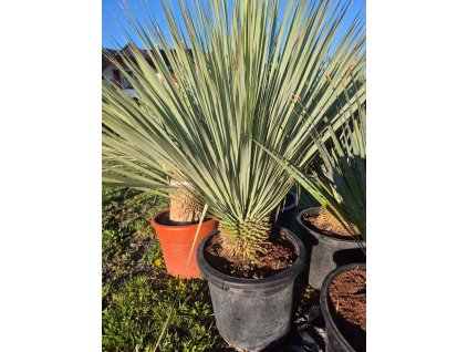 Yucca Rostrata 25l Mrazuvzdorná juka | Odolná do -20 °C | Exotická solitéra