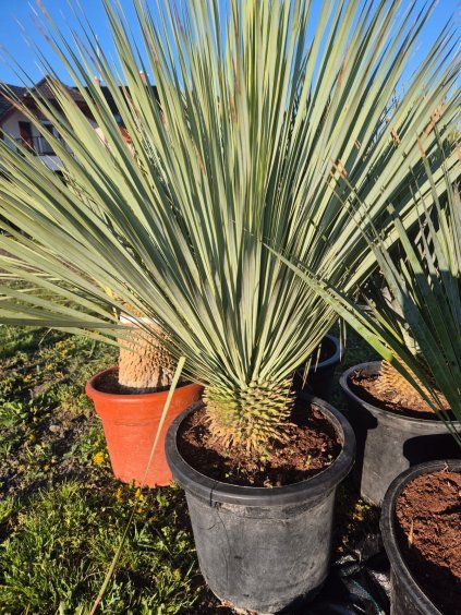 Yucca rostrata 30l  Mrazuvzdorná juka | Odolná do -20 °C | Exotická solitéra