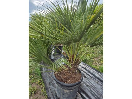 Chamareops Humilis 25l Mrazuvzdorná palma | Letnění venku | Odolná do chladu