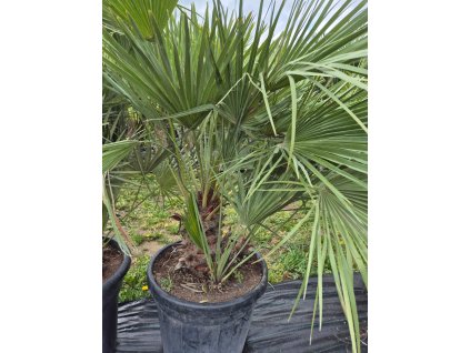 Žumara nízká - Chamareops Humilis 35l Mrazuvzdorná palma | Letnění venku | Odolná do chladu