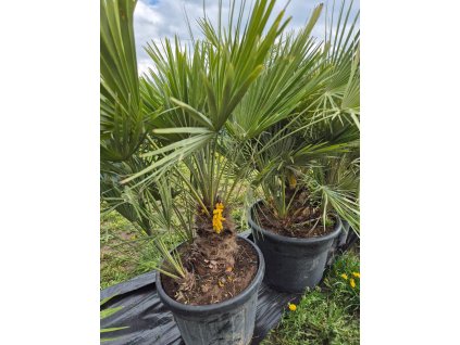 Chamareops Humilis 70l Mrazuvzdorná palma | Letnění venku | Odolná do chladu