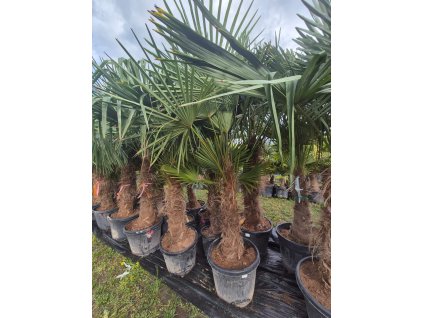 Trachycarpus Fortunei 100/125 Mrazuvzdorná palma | Odolná do -17 °C | Snadná péče