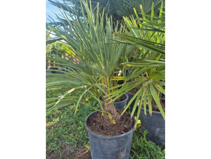 Trachycarpus Fortunei 15l Mrazuvzdorná palma | Odolná do -17 °C | Snadná péče