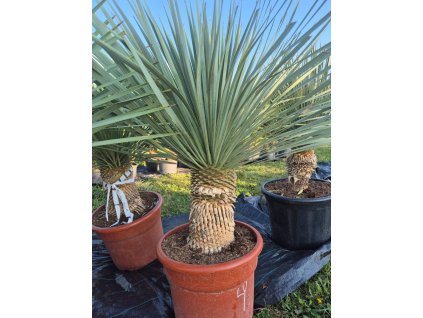 Yucca Rostrata 35/40  Mrazuvzdorná juka | Odolná do -20 °C | Exotická solitéra